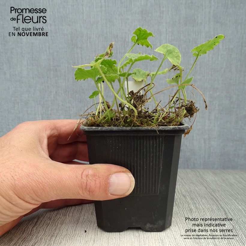Esimerkki syksyllä toimitetusta Tähtikello Lisduggan Variety 8/9 cm taimiruukku-taimesta