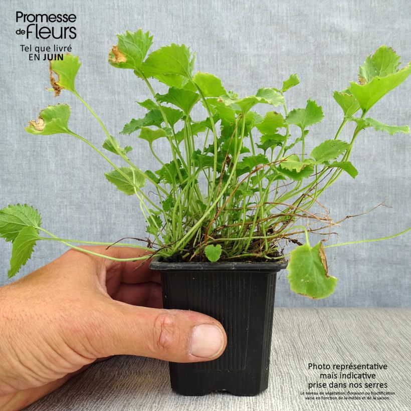 Esimerkki kesällä toimitetusta Tähtikello Lisduggan Variety Godet de 8/9 cm-taimesta