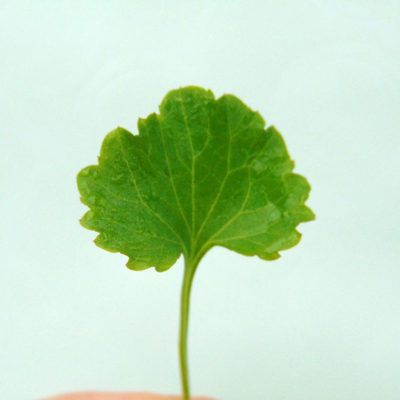 Tähtikello Stella (Lehvistö)