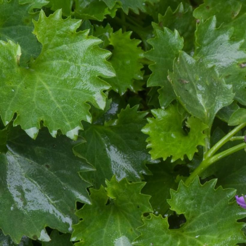 Tähtikello - Campanula poscharskyana (Lehvistö)