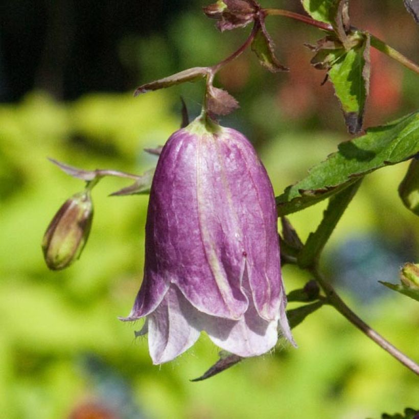 Täpläkello Pantaloons (Kukinta)