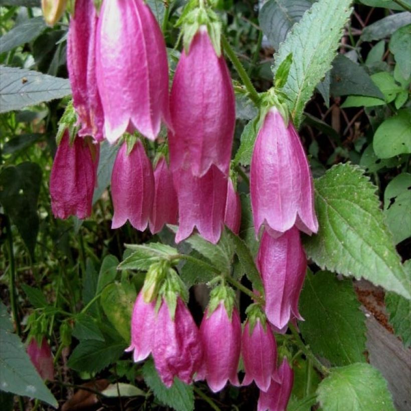Pisamakello Rubriflora (Kukinta)