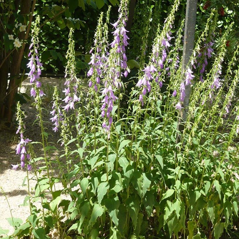 Vuohenkello - Campanula rapunculoides (Kasvutapa)