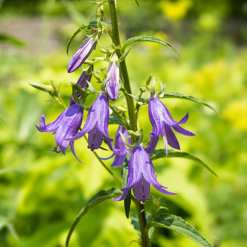 Vuohenkello - Campanula rapunculoides (Kukinta)