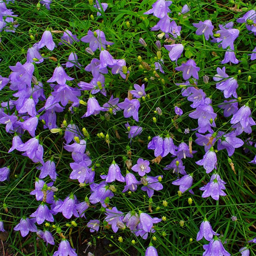 Kissankello - Campanula rotundifolia (Kukinta)