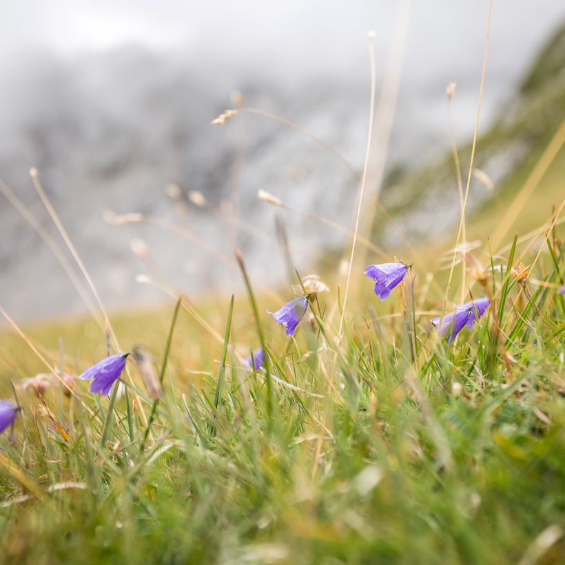 Kissankello - Campanula rotundifolia (Kasvutapa)