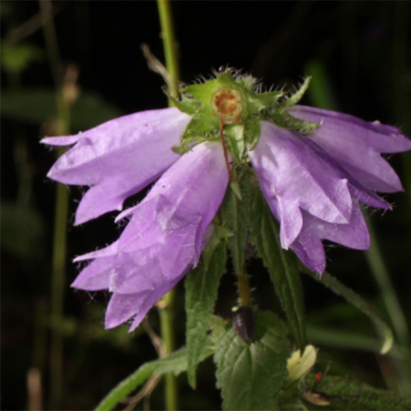 Varsankello - Campanula trachelium (Kukinta)