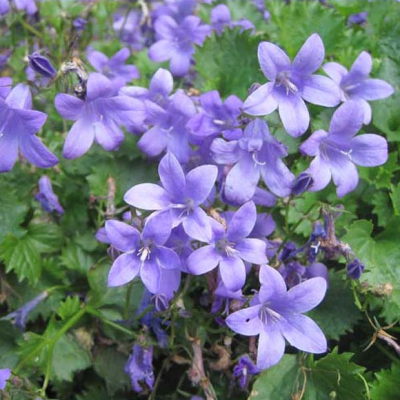 Muurikello - Campanula portenschlagiana (Kasvutapa)