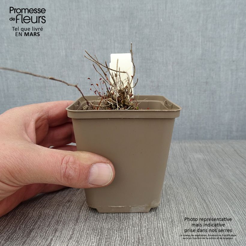 Esimerkki talvella toimitetusta Mustekello G.F. Wilson 8/9 cm taimiruukku-taimesta