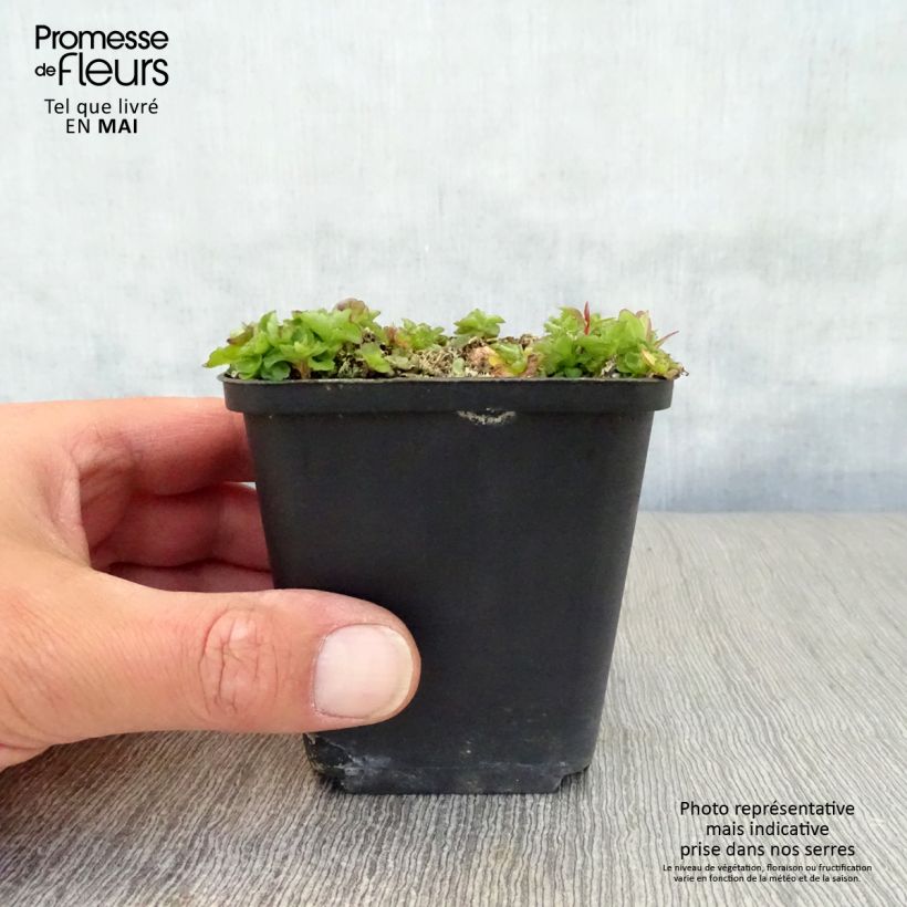 Esimerkki keväällä toimitetusta Mustekello G.F. Wilson Godet de 8/9 cm-taimesta