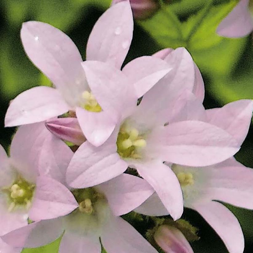 Maitokello Loddon Anna (Kukinta)