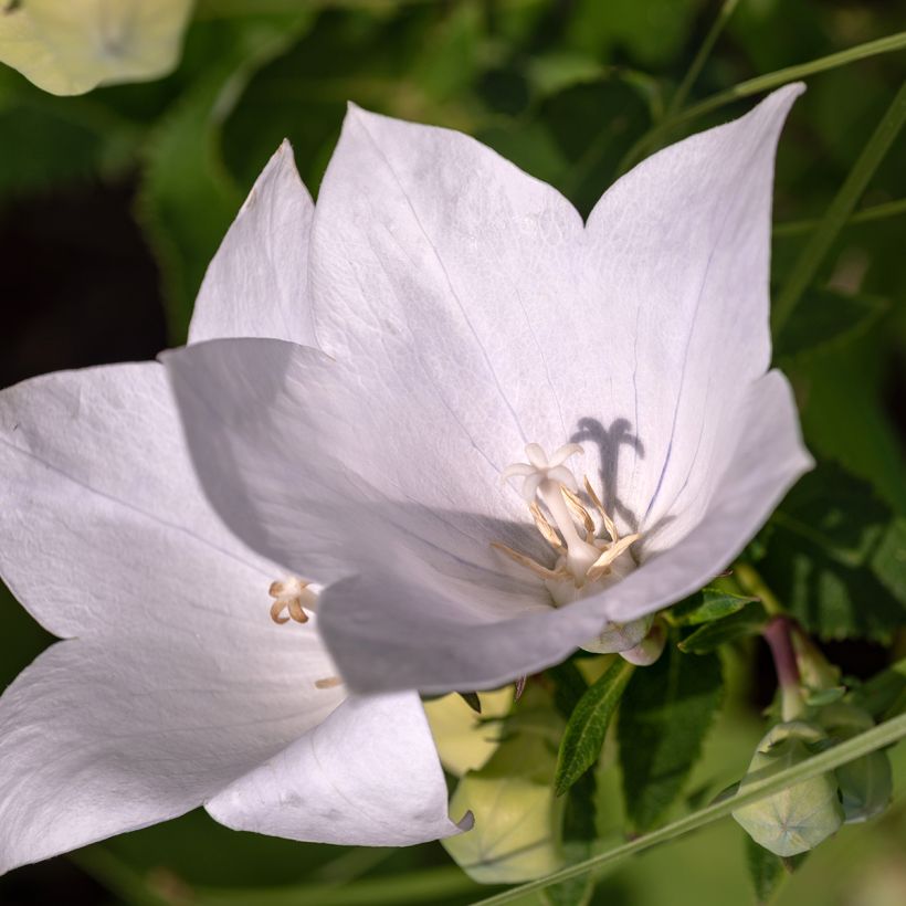 Kurjenkello Alba (Kukinta)