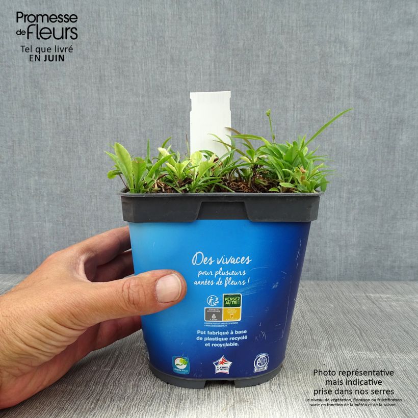 Esimerkki kesällä toimitetusta Kurjenkello - Campanula persicifolia Pot de 2L/3L-taimesta