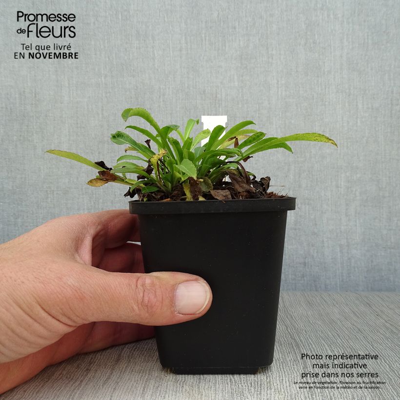 Esimerkki syksyllä toimitetusta Kurjenkello - Campanula persicifolia 8/9 cm taimiruukku-taimesta