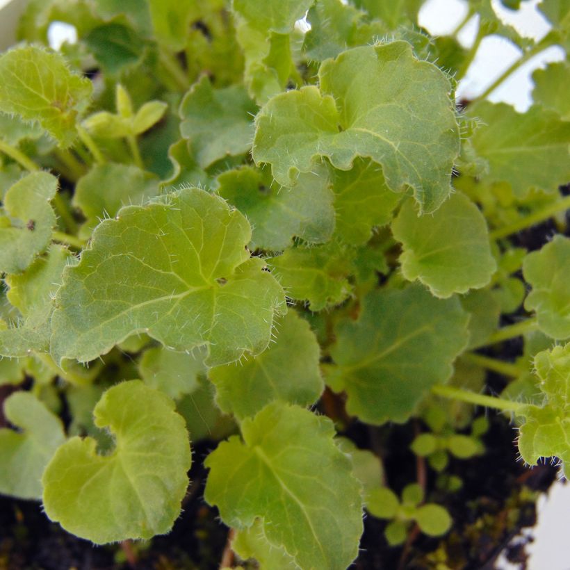 Karpaattienkello - Campanula carpatica (Lehvistö)