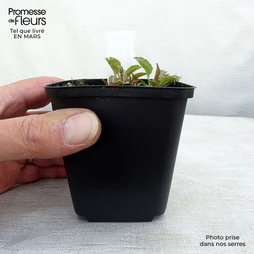 Esimerkki keväällä toimitetusta Karpaattienkello Karl Foerster Godet de 8/9 cm-taimesta