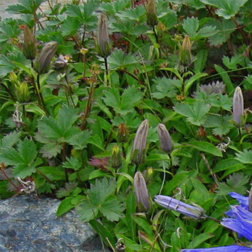 Kello Major (Lehvistö)