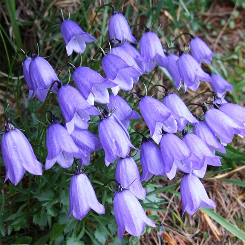 Kääpiökello - Campanula cochleariifolia (Kukinta)