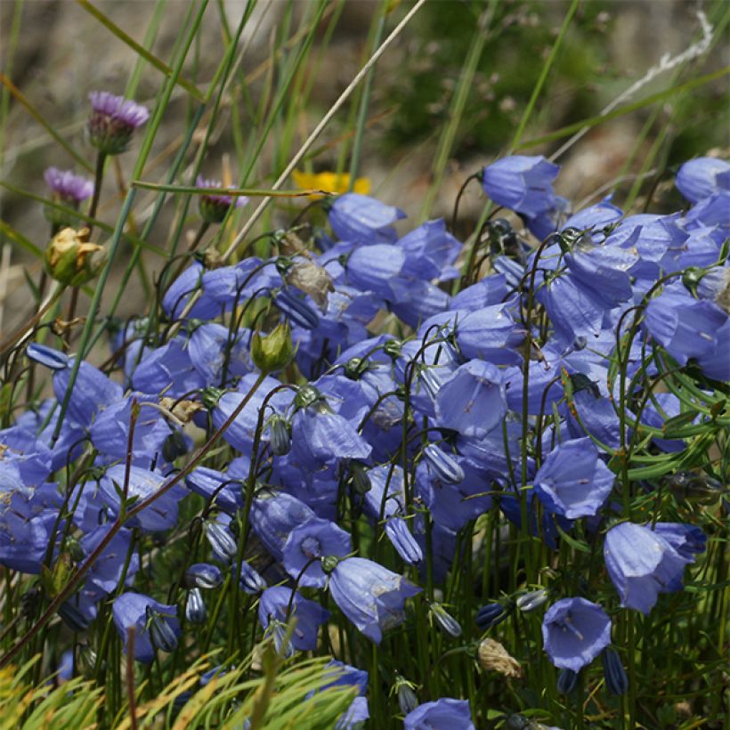 Kääpiökello Bavaria Blue (Kukinta)