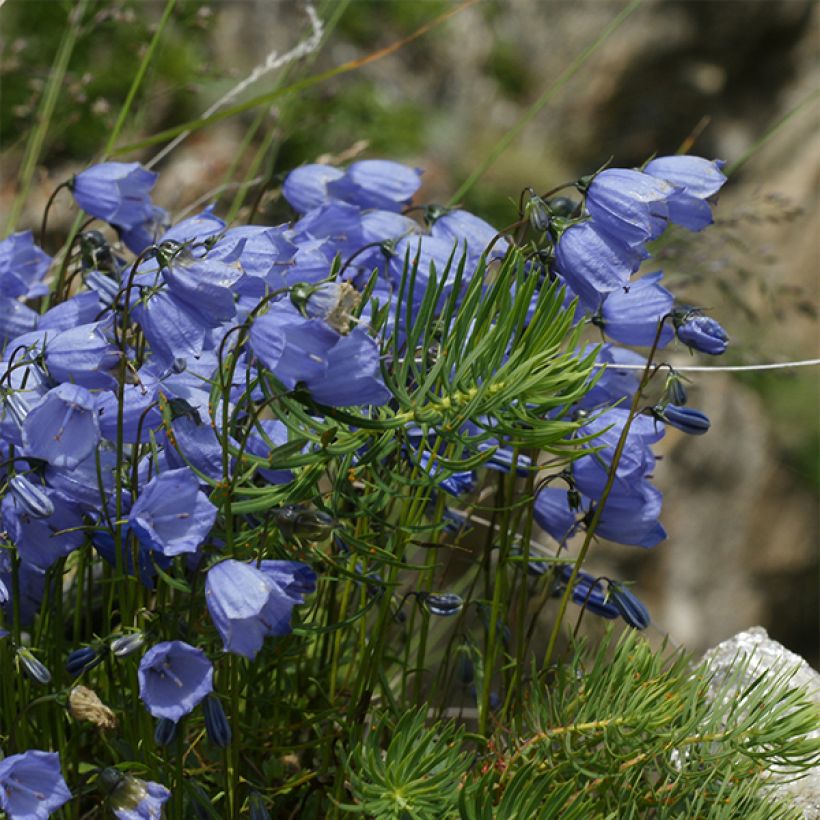 Kääpiökello Bavaria Blue (Kasvutapa)