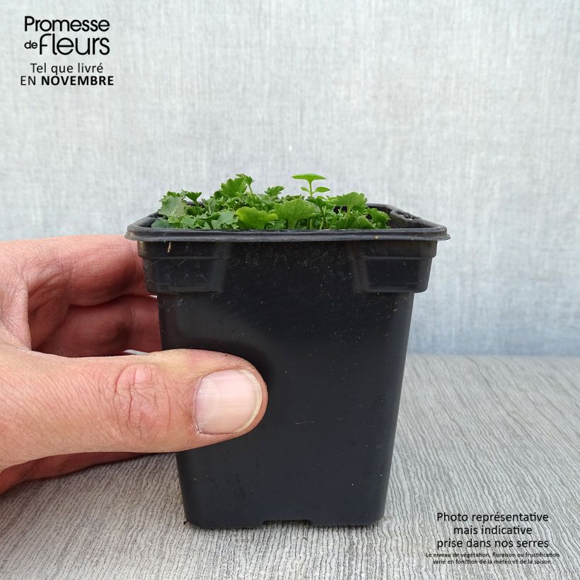 Esimerkki syksyllä toimitetusta Muurikello - Campanula portenschlagiana 7/8 cm taimiruukku-taimesta