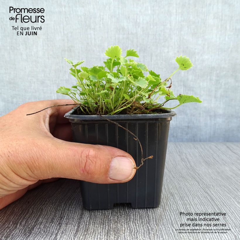 Esimerkki kesällä toimitetusta Muurikello - Campanula portenschlagiana Taimiruukku 7/8 cm-taimesta