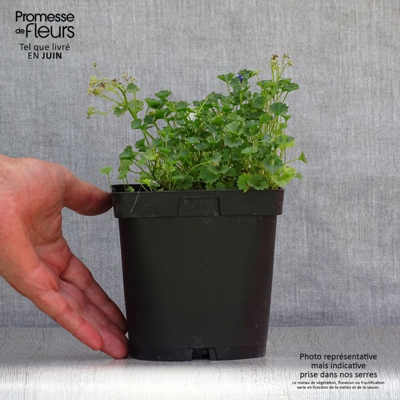 Esimerkki kesällä toimitetusta Muurikello - Campanula portenschlagiana Ruukku 2L / 3L-taimesta