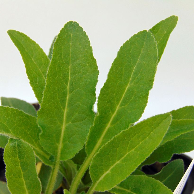 Peurankello var. acaulis (Lehvistö)