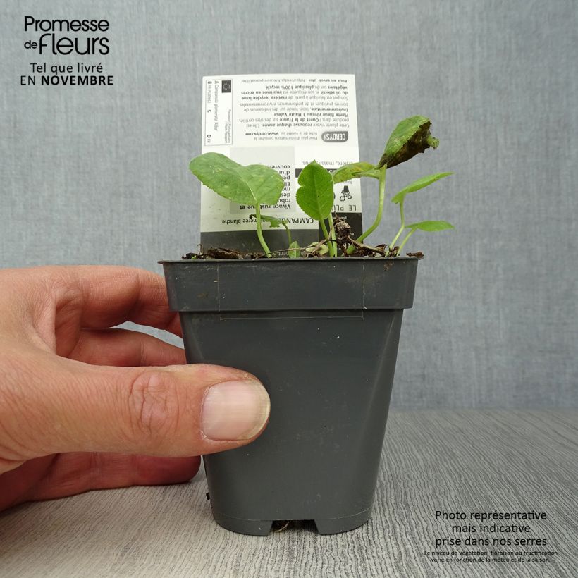 Esimerkki syksyllä toimitetusta Peurankello Alba 8/9 cm taimiruukku-taimesta