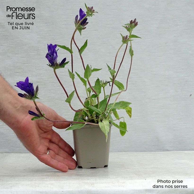 Esimerkki kesällä toimitetusta Peurankello Joan Elliot Taimiruukku 8/9 cm-taimesta