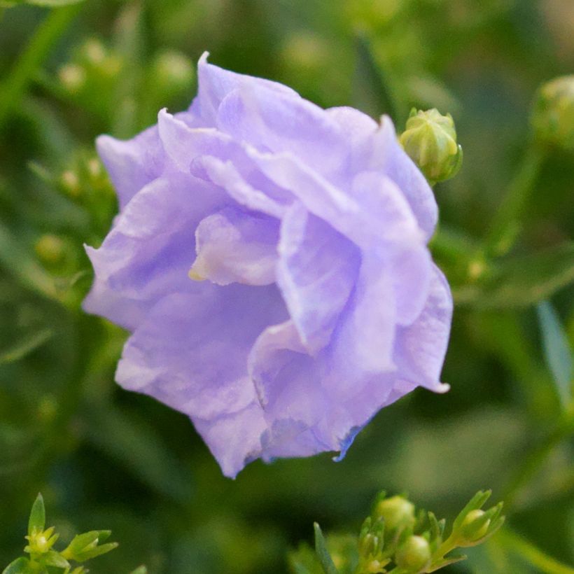 Kello Plena (Kukinta)
