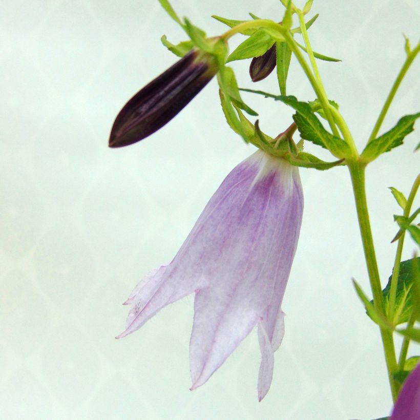 Pisamakello Iridescent Bells (Kukinta)