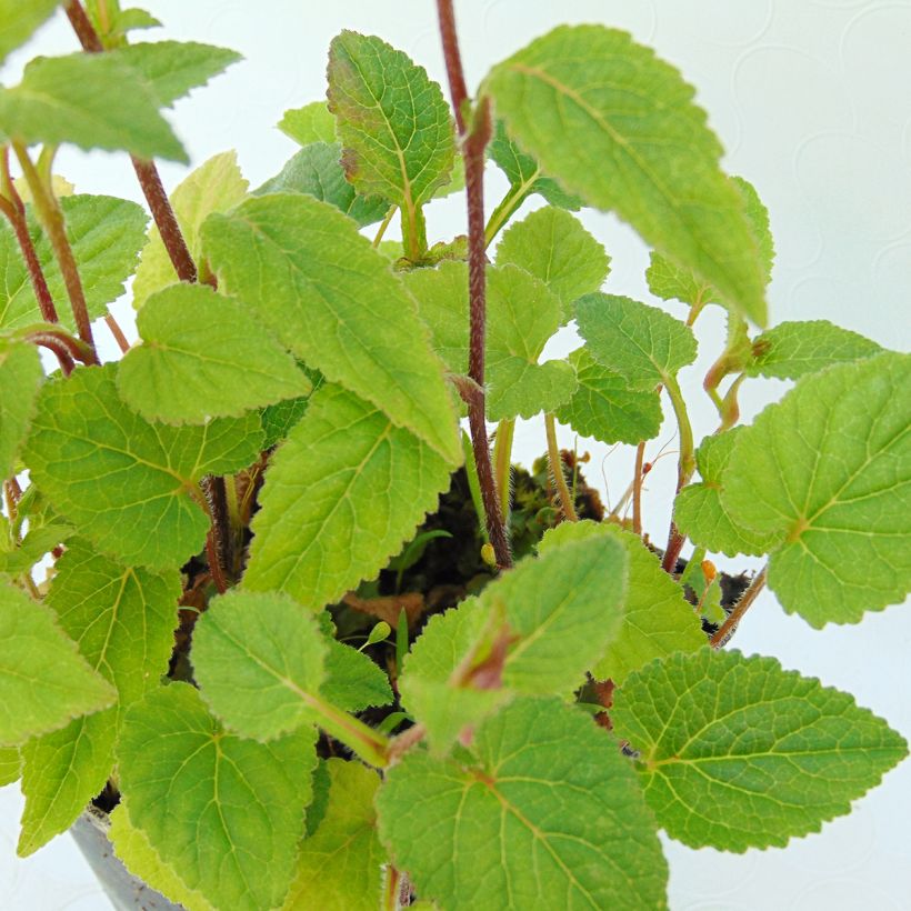 Täpläkello Ringsabell Mulberry Rose (Lehvistö)
