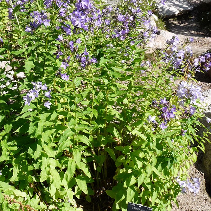 Maitokello - Campanula lactiflora (Kasvutapa)