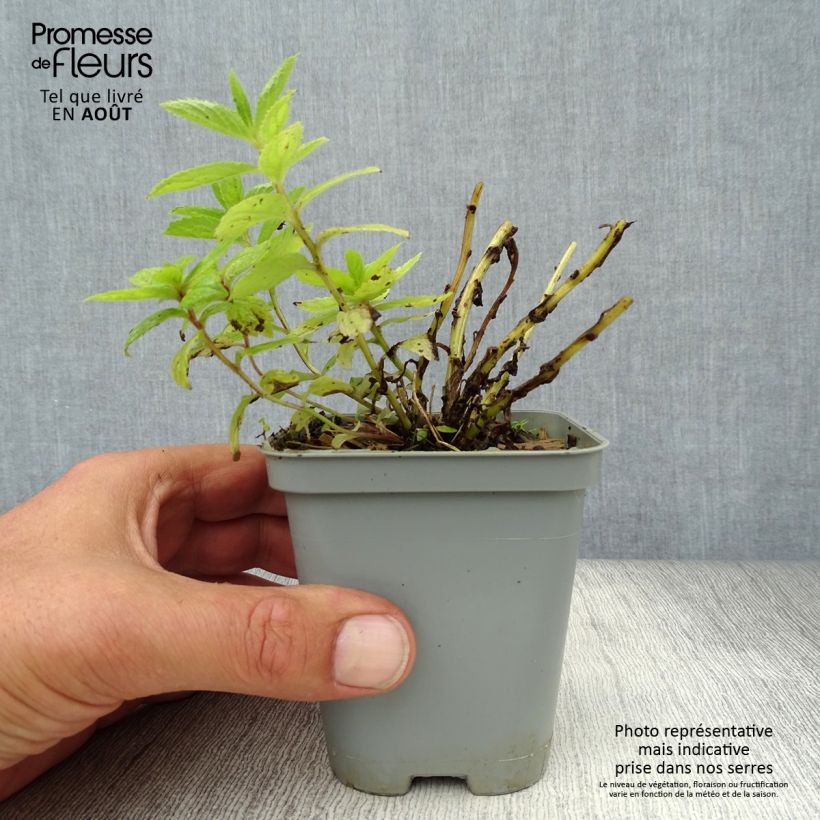 Esimerkki kesällä toimitetusta Maitokello Prichard s variety Taimiruukku 8/9 cm-taimesta