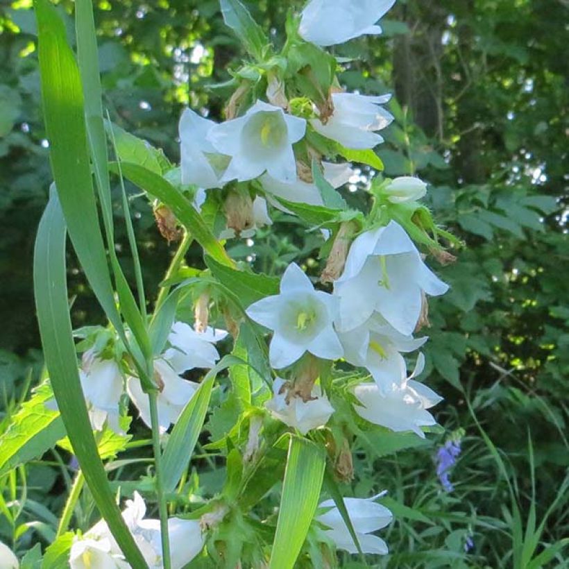 Ukonkello var. macrantha alba (Kukinta)