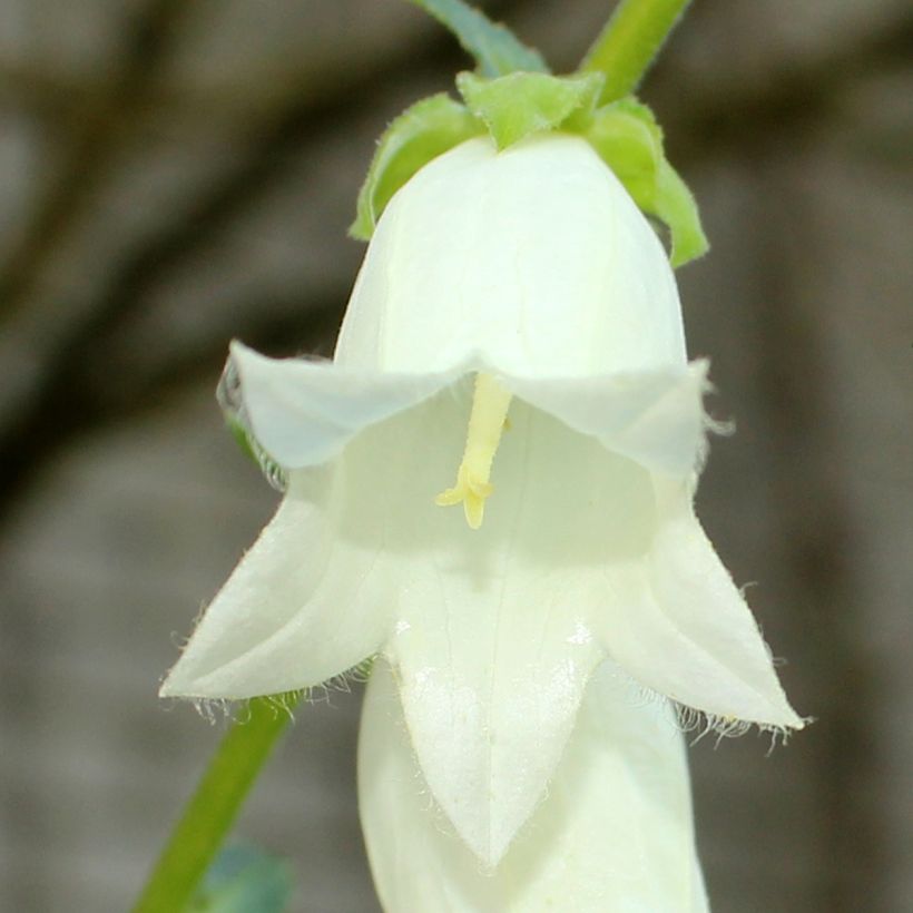 Kello - Campanula ochroleuca (Flowering)