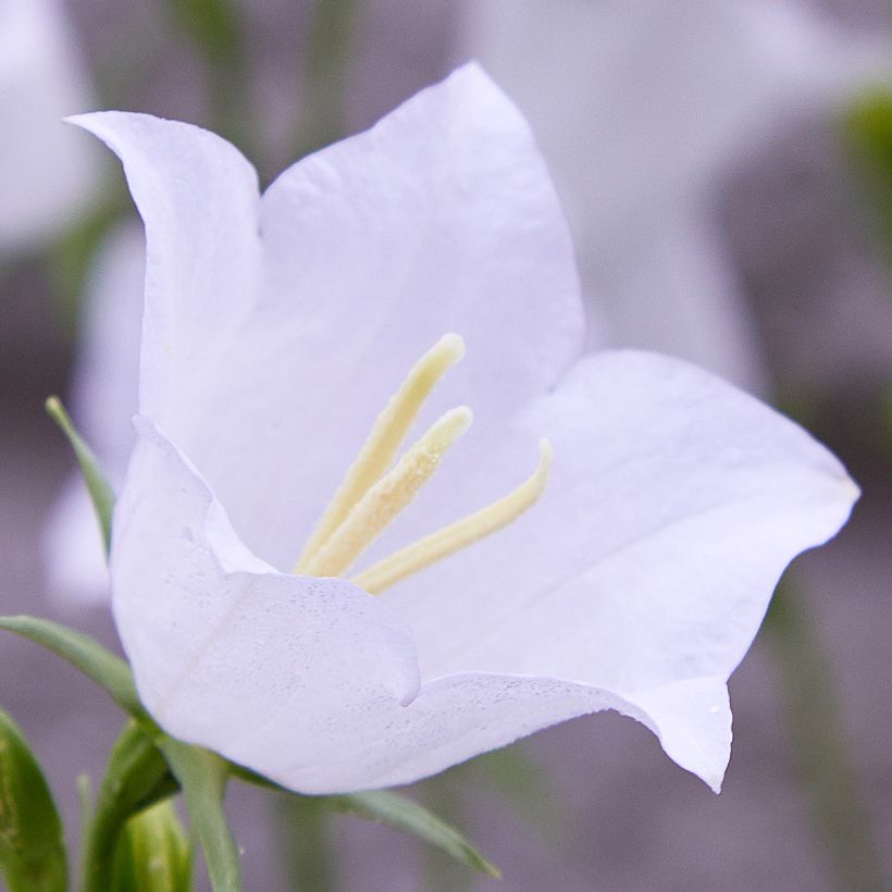Kurjenkello - Campanula persicifolia var. planiflora f. alba (Flowering)