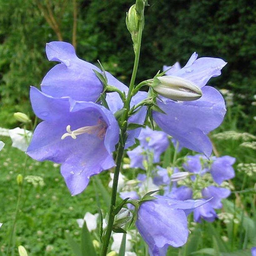 Kurjenkello - Campanula persicifolia (Kukinta)