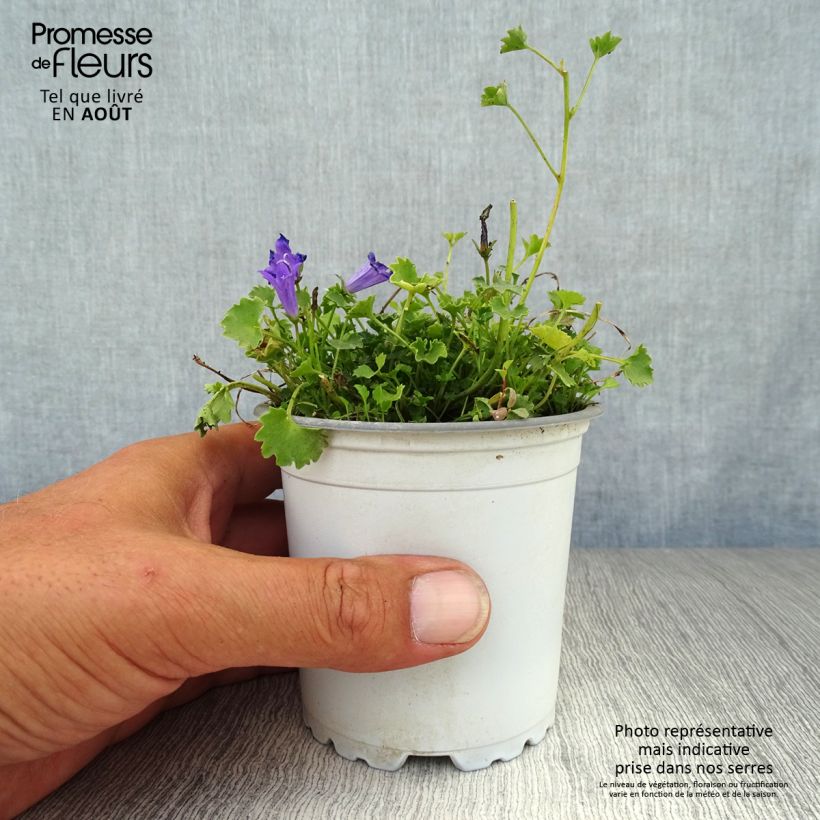 Esimerkki kesällä toimitetusta Tähtikello - Campanula poscharskyana Godet de 7/8 cm-taimesta