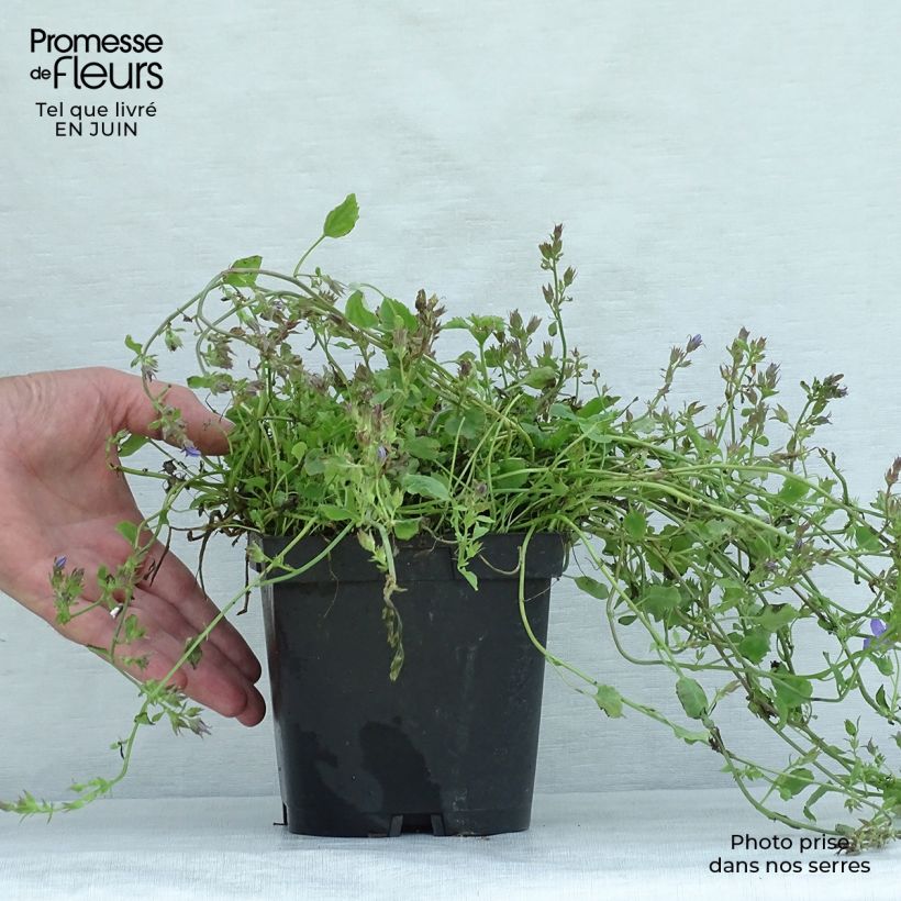 Esimerkki kesällä toimitetusta Tähtikello - Campanula poscharskyana Pot de 2L/3L-taimesta