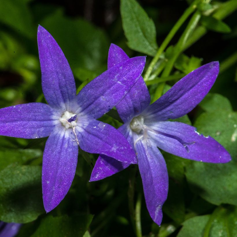 Tähtikello - Campanula poscharskyana (Kukinta)