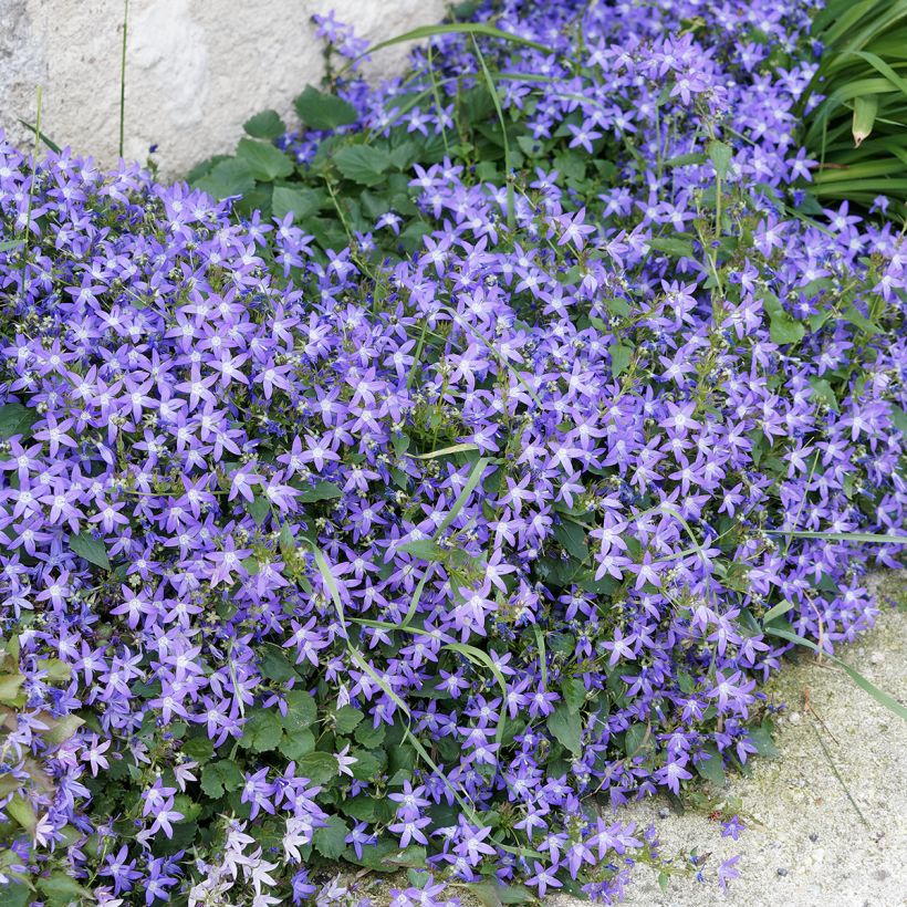 Tähtikello - Campanula poscharskyana (Kasvutapa)