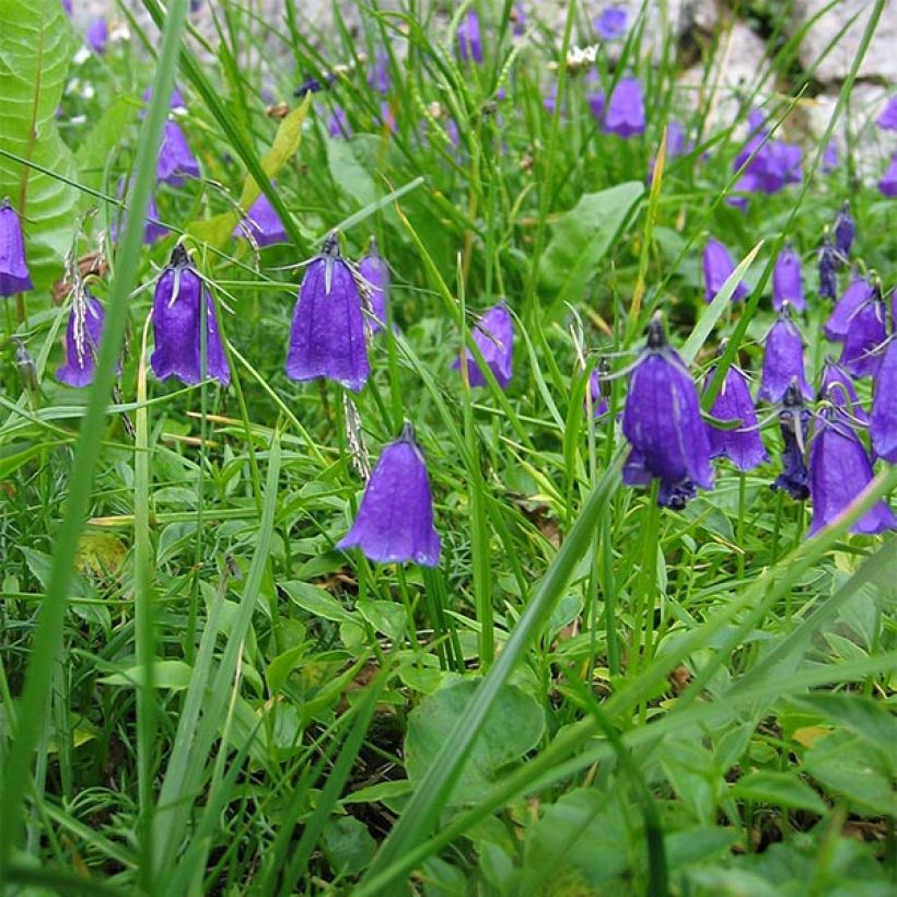 Itävallankello - Campanula pulla (Kukinta)