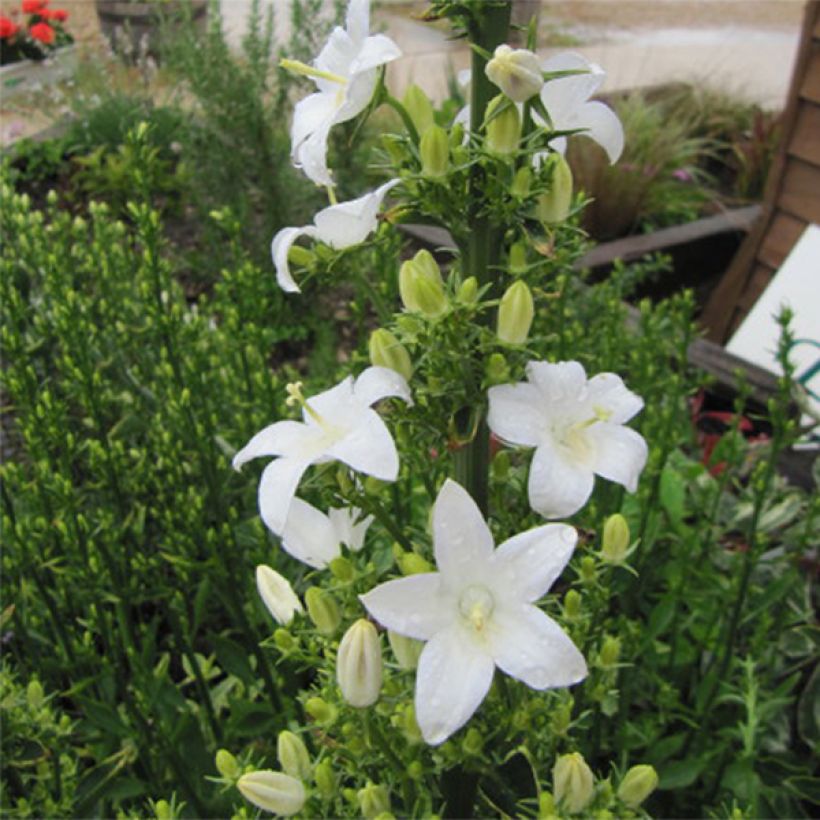 Ritarinkello Alba (Kukinta)