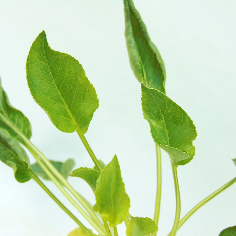 Ritarinkello Alba (Lehvistö)