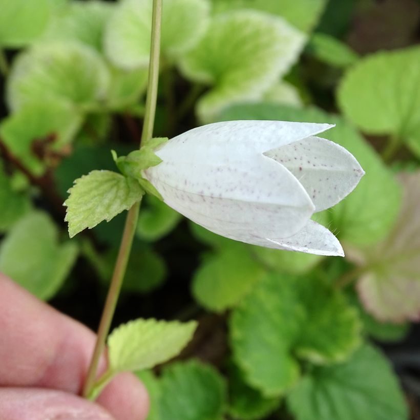 Täpläkello - Campanula takesimana (Kukinta)