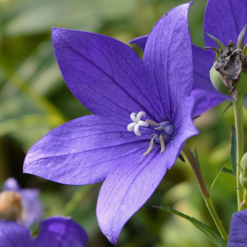 Kello - Campanula waldsteiniana (Kukinta)