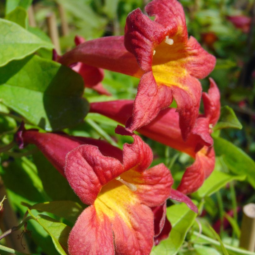 Trumpettiköynnös Atrosanguinea (Kukinta)
