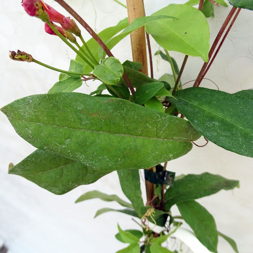 Trumpettiköynnös Atrosanguinea (Lehvistö)
